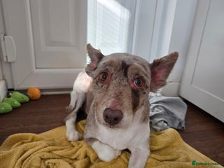 Border Collie dogs Heartbroken rehome needed - Advert 1