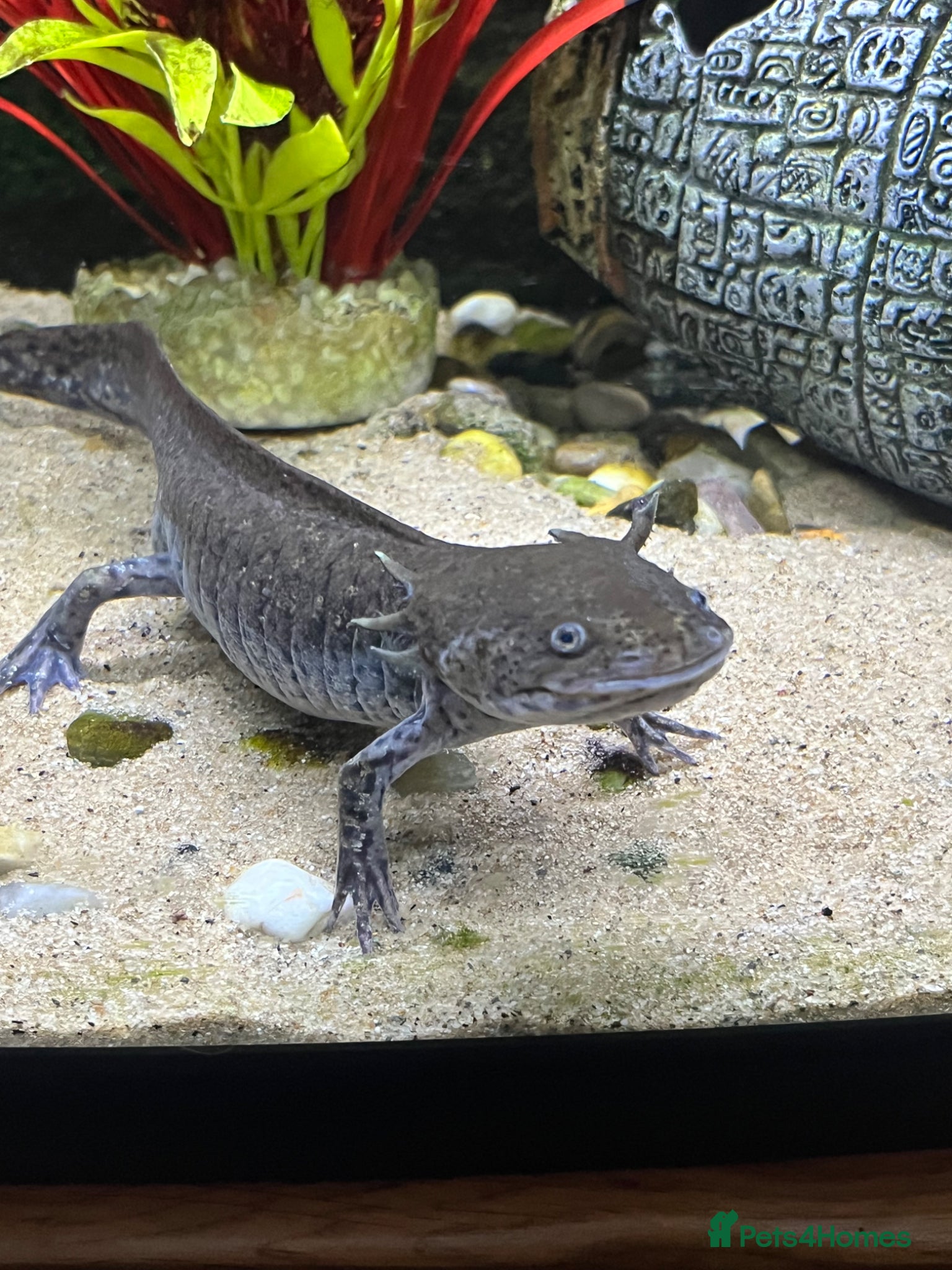 Axolotl reptiles Axolotl Needing Rehoming - Advert 2