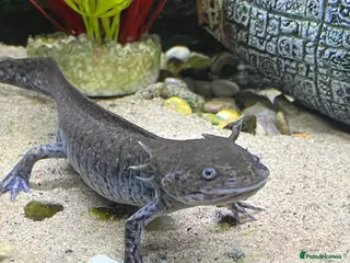 Axolotl reptiles Axolotl Needing Rehoming - Advert 2