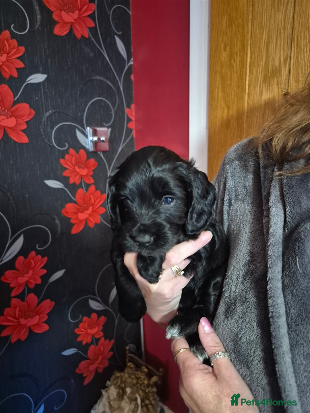 Cockapoo dogs for sale: Cockapoo - Image 1
