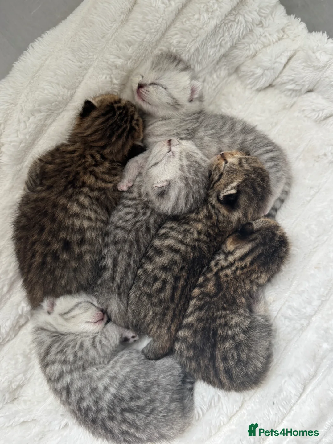 British Shorthair cats for sale: 4 kittens  - Advert 32