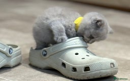 British Shorthair cats for sale: British Shorthair Kittens - Image 11
