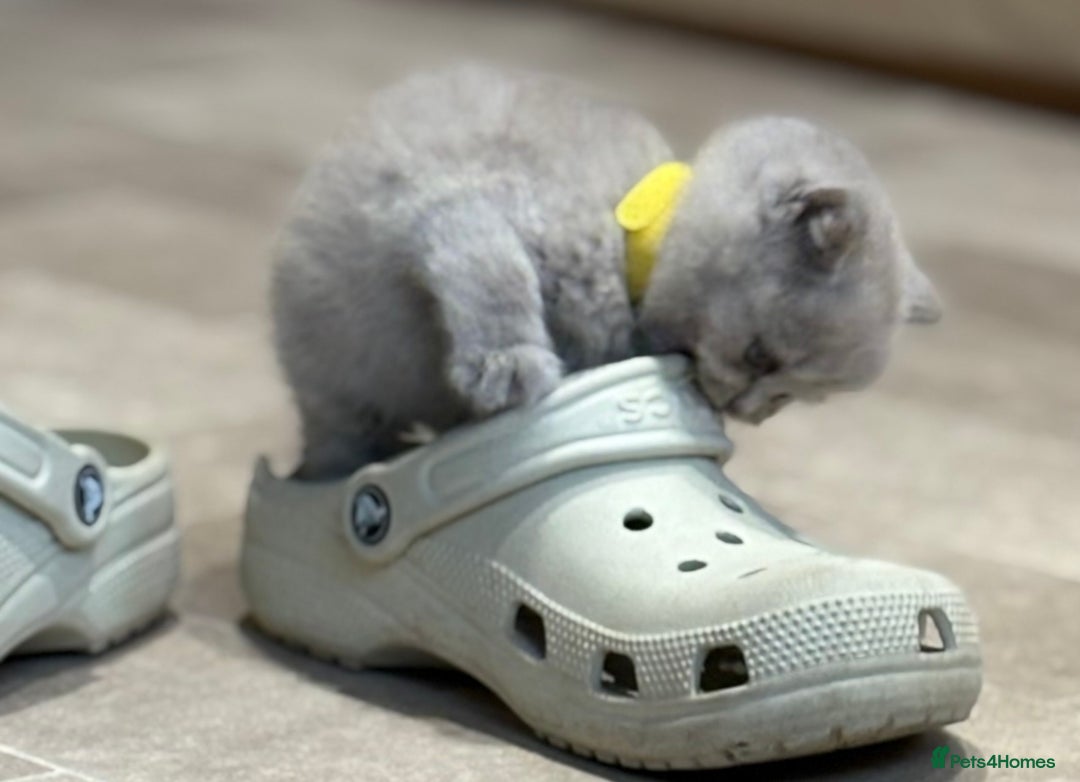 British Shorthair cats for sale: British Shorthair Kittens - Image 11