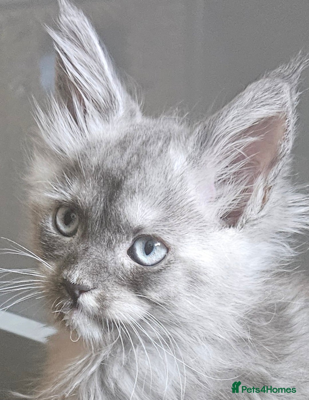Maine Coon cats for sale: 💖READY NOW💖health tested 💖pure pedigree - Image 7
