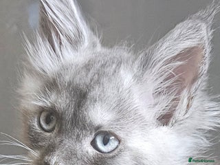 Maine Coon cats 💖 all GONE.Next litter due POLYDACTYL DAD 💖TICA - Advert 4