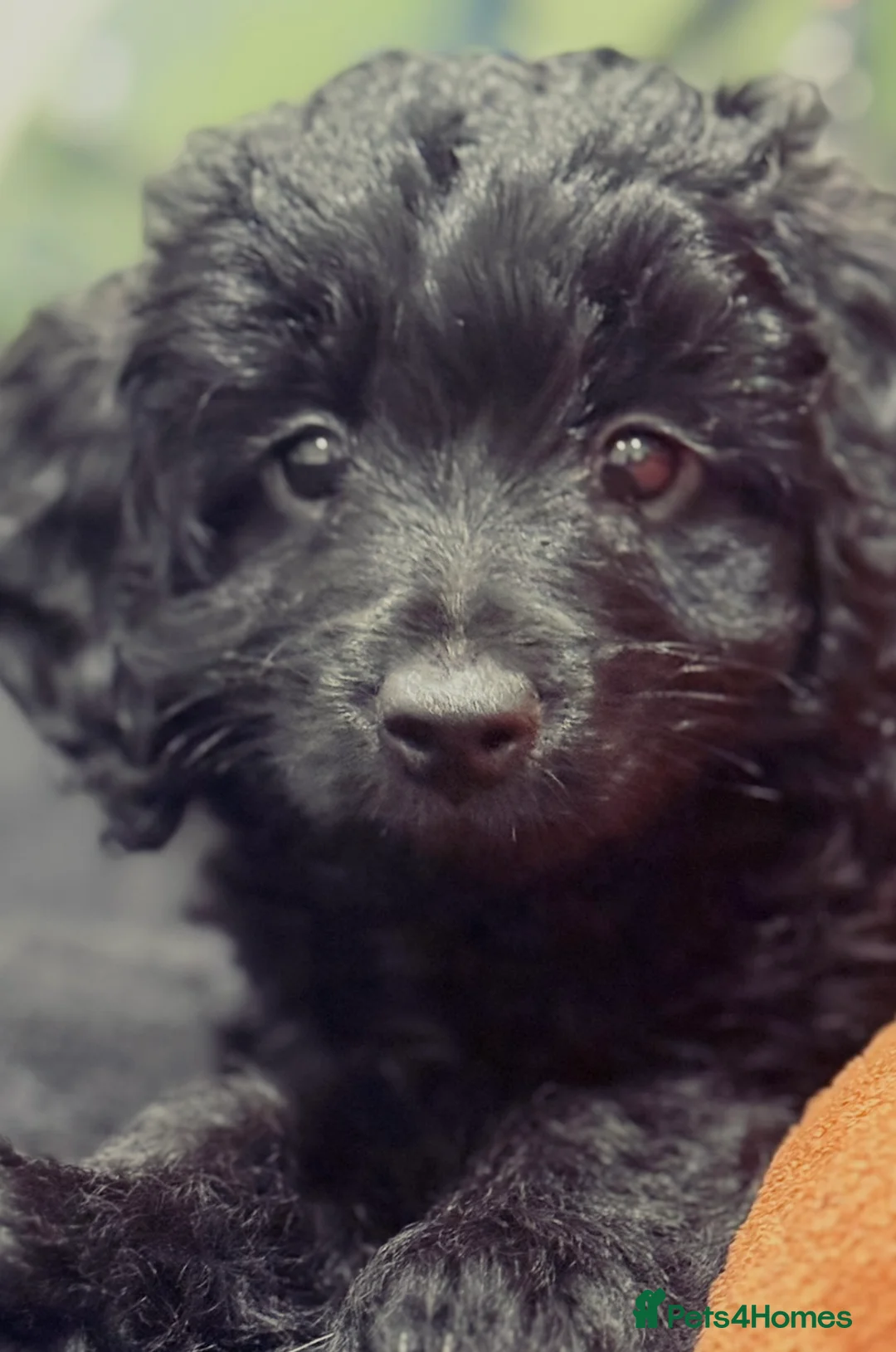 Cavapoo dogs for sale: Beautiful F1B Cavapoo girl  - Advert 1