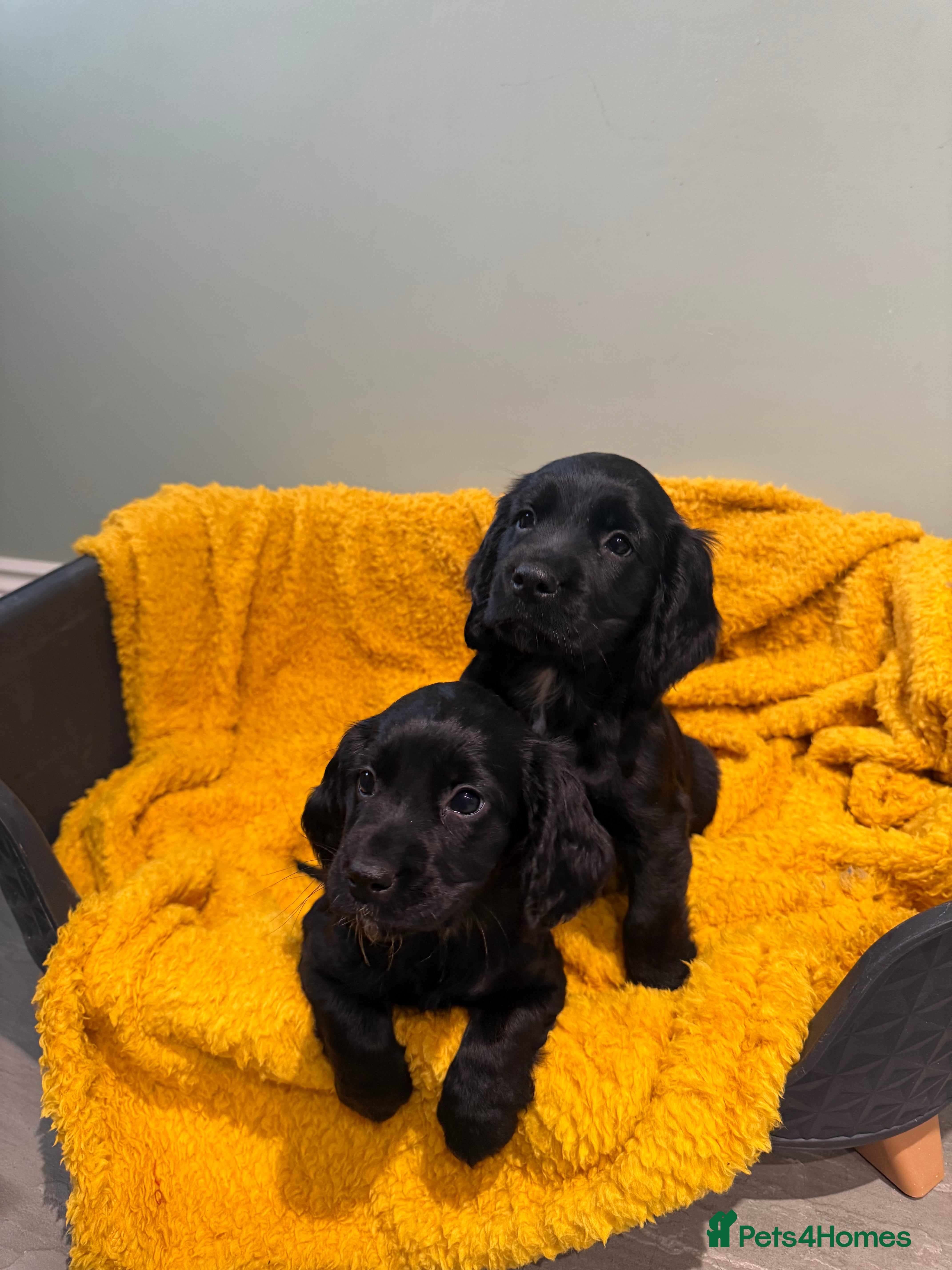 Sprocker dogs Stunning Sprocker puppies Cocker/Springer  - Advert 4