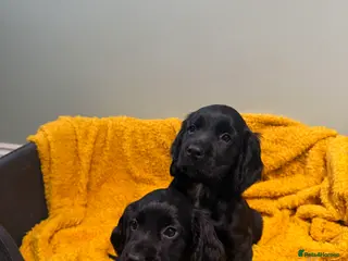 Sprocker dogs Stunning Sprocker puppies Cocker/Springer - Advert 4