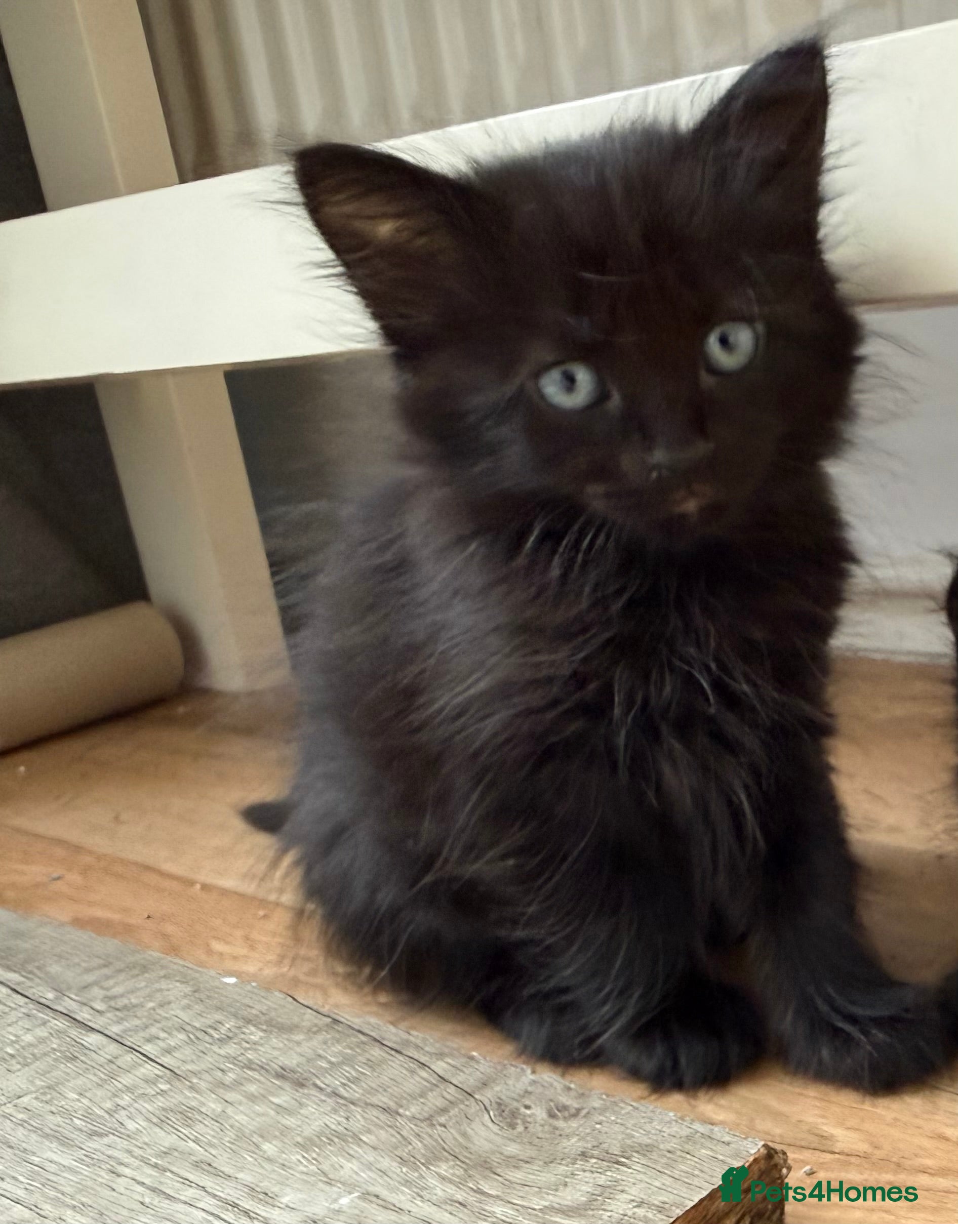 Maine Coon cats ONLY 1 left mixed maine coon kitten ready now - Advert 1