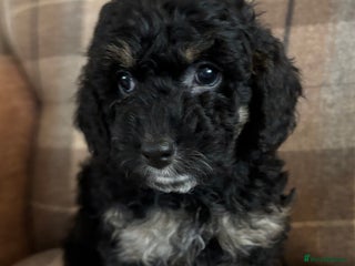 Cockapoo dogs - Advert 6