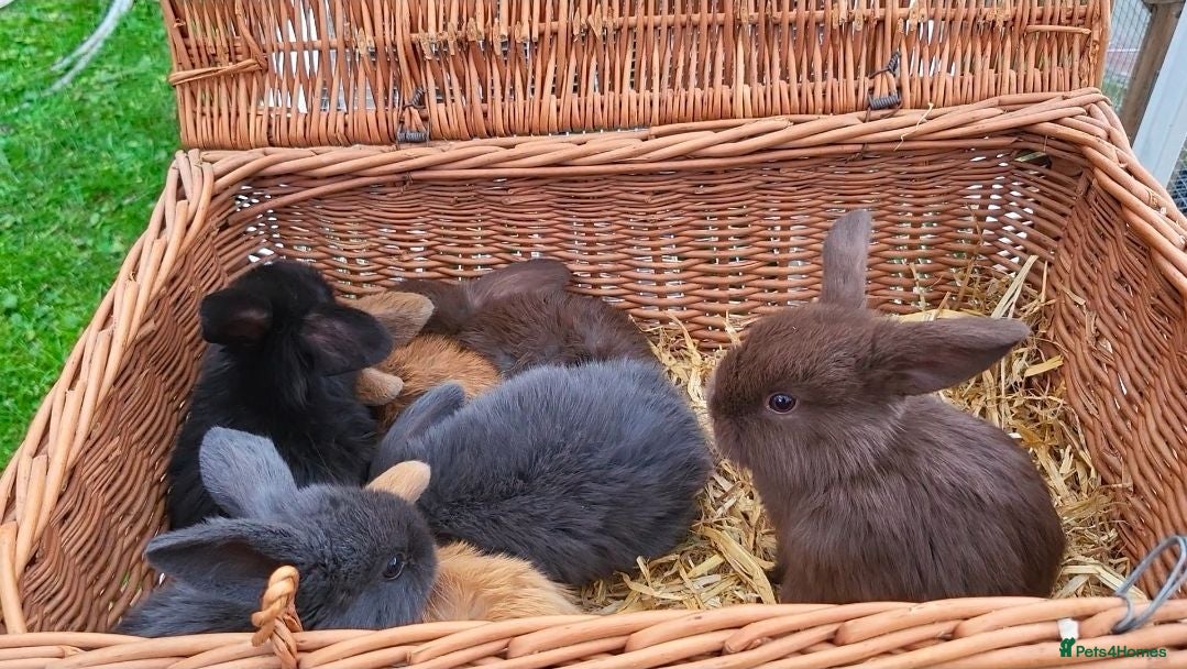 Mini Lop rabbits 7x Beautiful Mini lops - Advert 1