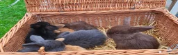 Mini Lop rabbits for sale: 7x Beautiful Mini lops - Advert 1