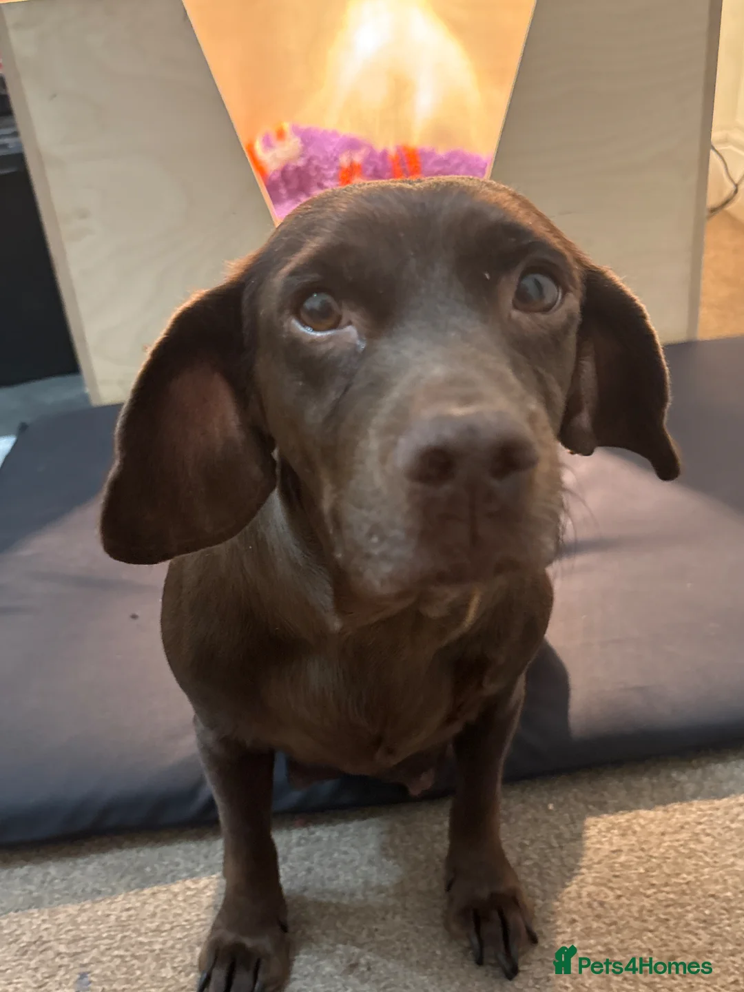 Mixed Breed dogs for sale: Cocker x Patterdale  in Barnsley - Advert 8