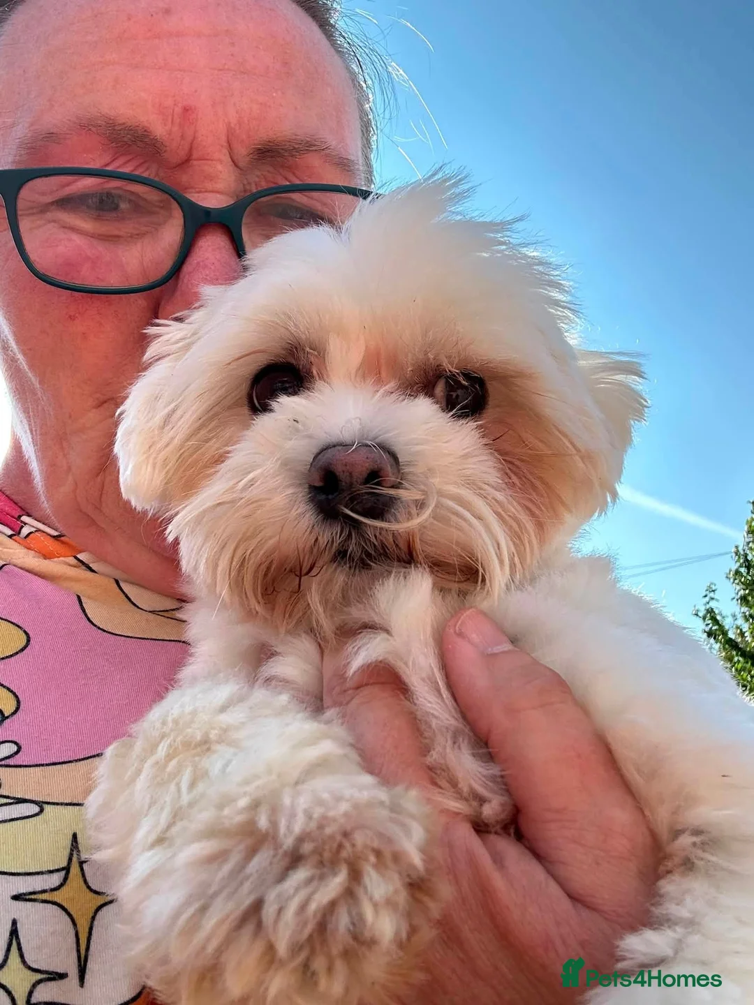 Mixed Breed dogs for adoption: Laly - In Ayr Looking for a home  - Advert 1