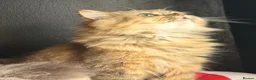 Persian cats for sale: Purebred Chinchilla Persian  - Advert 2