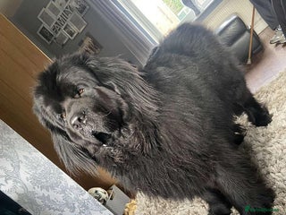 Newfoundland dogs in Doncaster - Advert 1