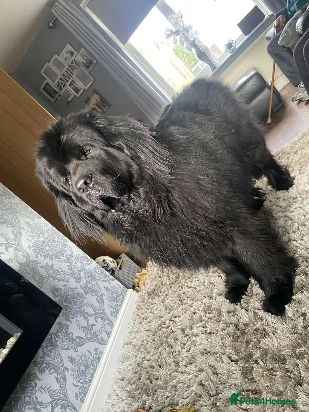 Newfoundland dogs for stud: Newfoundland stud in Doncaster - Advert 1