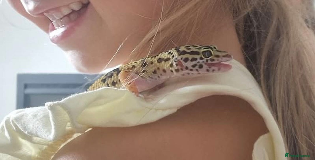 Leopard Gecko reptiles for sale: Leopard gecko Milo  - Image 3