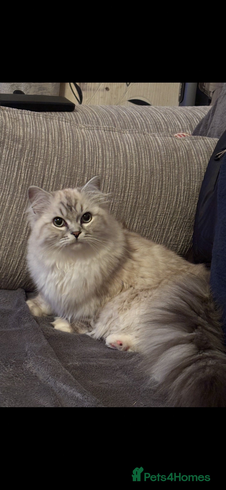 RagaMuffin cats PEDIGREE RAGAMUFFINS - Advert 18