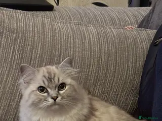 RagaMuffin cats PEDIGREE RAGAMUFFINS - Advert 18