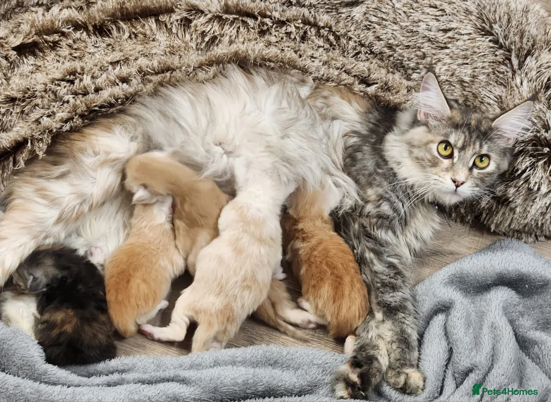 Maine Coon cats for sale: Maine Coon Kittens ready April - Advert 2