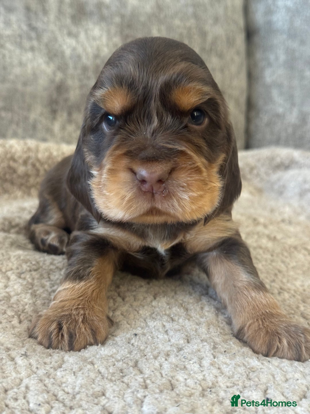 Cocker Spaniel dogs for sale: 100% SHOWTYPE KC REGISTERED HEALTH TESTED - Advert 8