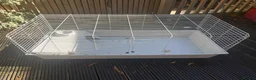 Guinea Pig rodents for sale: 2 male guinea pigs with outdoor hutch and cage  in Ferndown - Advert 2