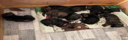 German Shepherd dogs for sale: GERMAN SHEPHERD PUPS WORKING LINE in Wigan - Advert 3