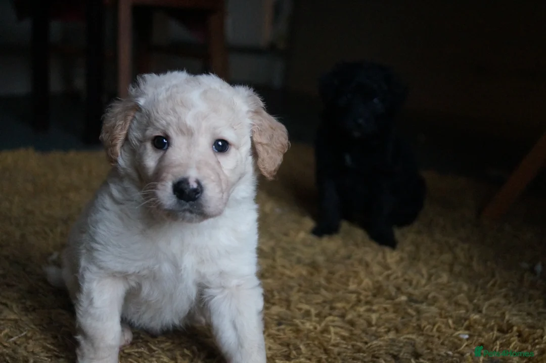 Border Collie dogs for sale: Collie Staffy X Cockerpoo in Cheltenham - Advert 7