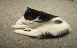 Domestic Shorthair cats for sale: 5 Playful Tuxedo & Black Kittens – Ready Now - Image 4
