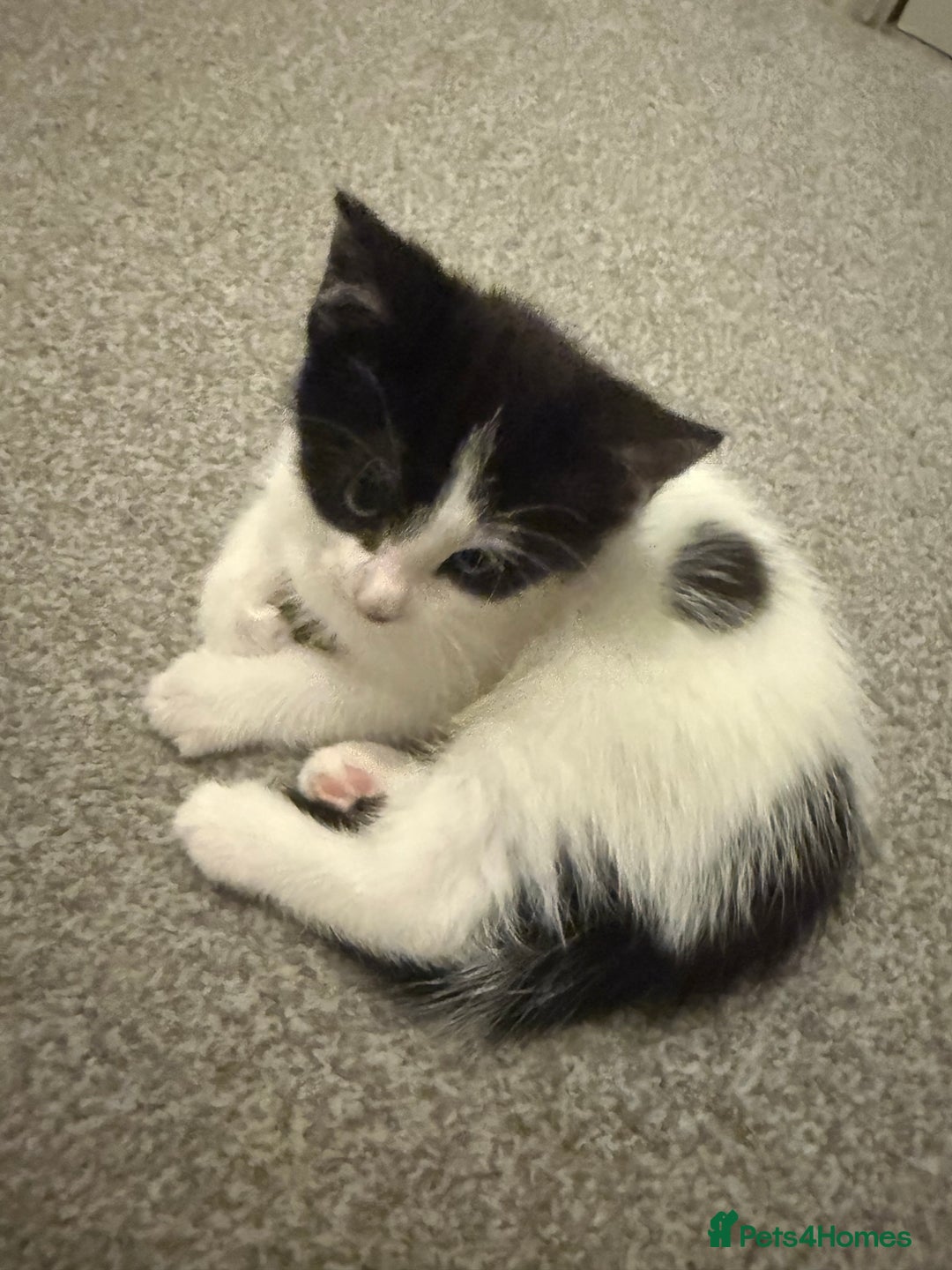 Domestic Shorthair cats for sale: 5 Playful Tuxedo & Black Kittens – Ready Now - Image 4