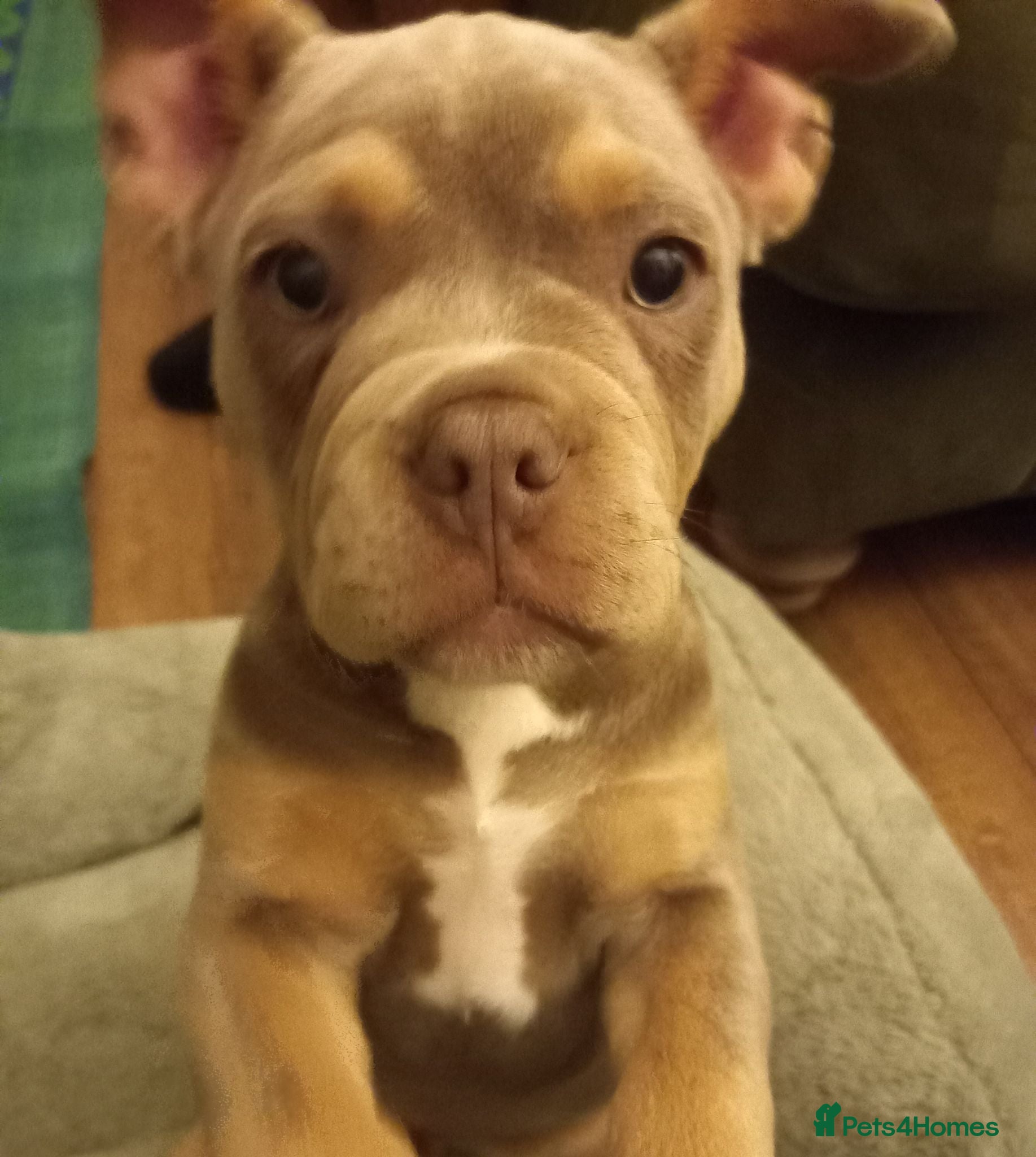 Mixed Breed dogs French bulldog +pocket bully - Advert 15