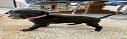 Italian Greyhound dogs for sale: 5 Beautiful Italian Greyhound Puppies - Advert 3