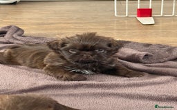 Shih Tzu dogs for sale: Chocolate & blonde Imperial KC Shihtzu Puppies! - Image 16