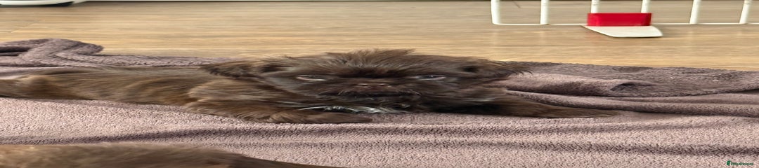 Shih Tzu Puppy 3
