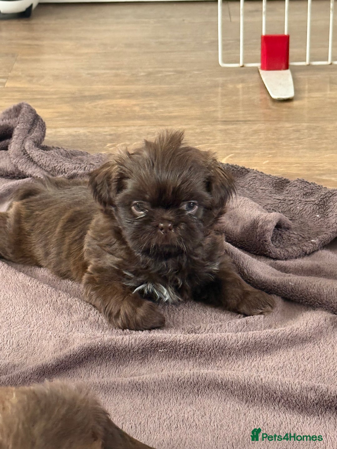Shih Tzu dogs for sale: Chocolate & blonde Imperial KC Shihtzu Puppies! - Image 16
