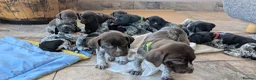 German Shorthaired Pointer dogs for sale: German Shorthaired Pointer puppies in Castle Douglas - Advert 3