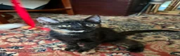 Mixed Breed cats for sale: 4 Beautiful Kittens in Erith - Advert 19