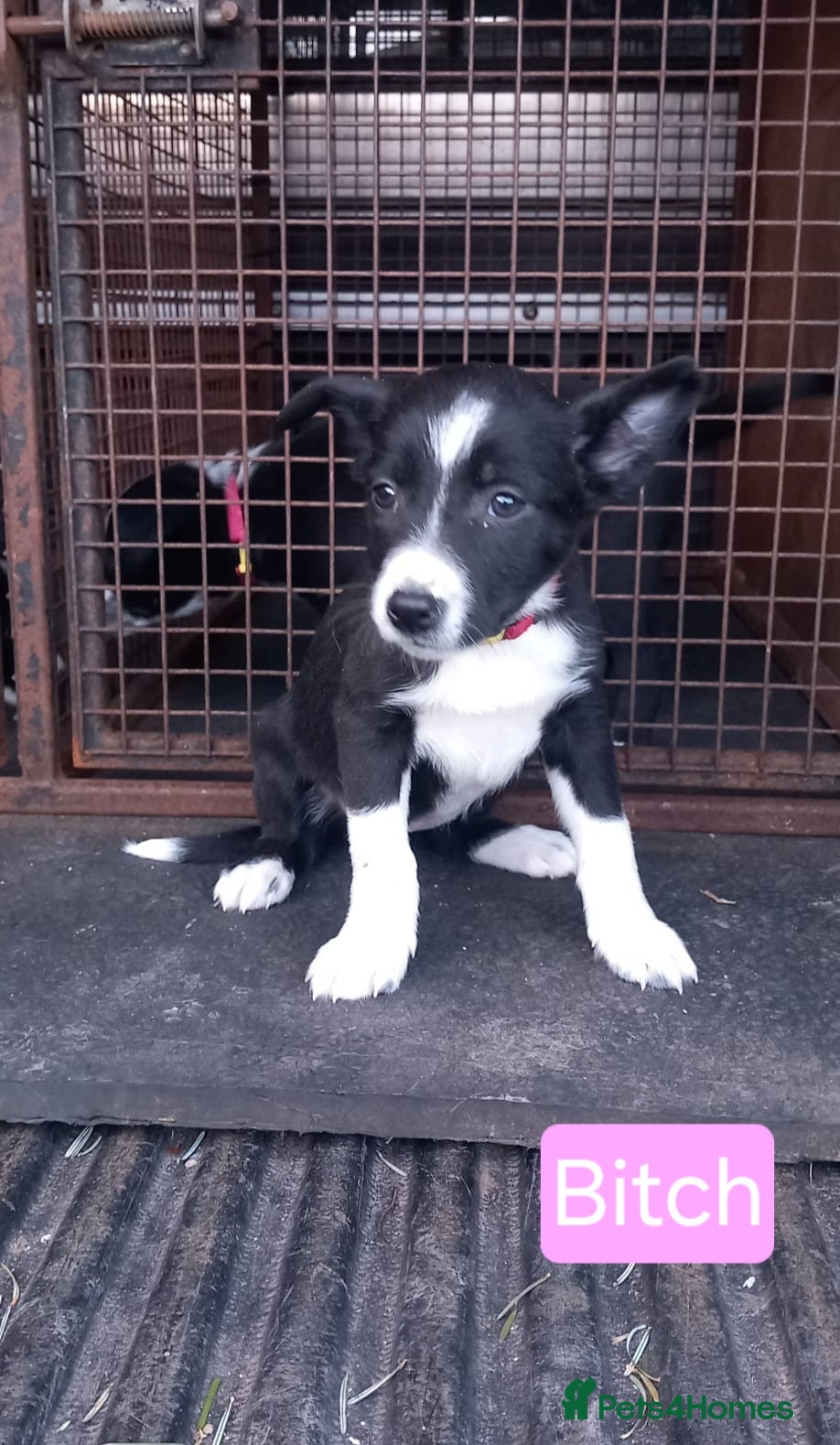 Border Collie dogs Border Collie Pups - Advert 1