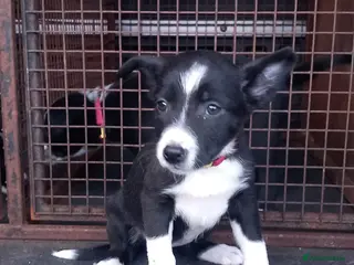 Border Collie dogs Border Collie Pups - Advert 1