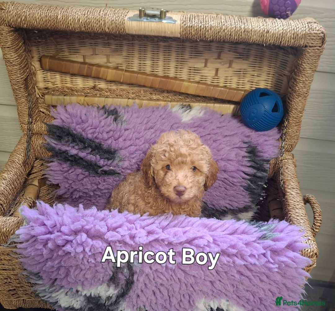 Poodle dogs for sale: Minature Poodles in Hull - Advert 11