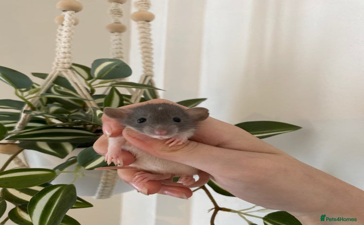 Rat rodents - Advert 14