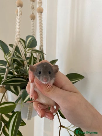 Rat rodents - Advert 19