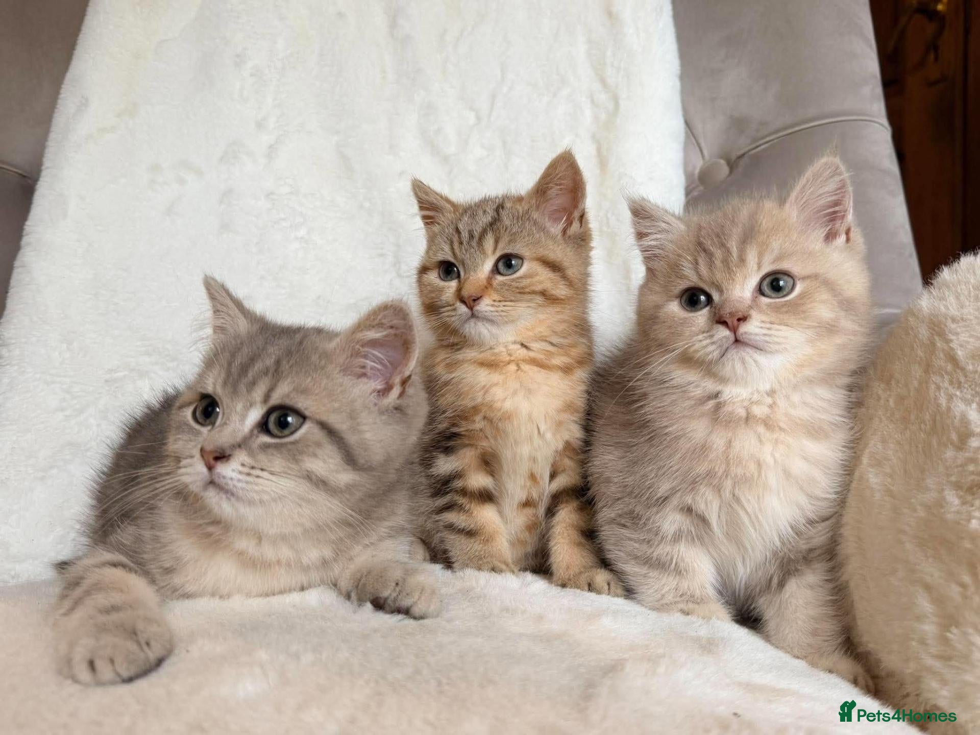 British Shorthair cats GCCF BSH kittens  - Advert 2