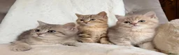 British Shorthair cats for sale: GCCF, BSH kittens from health tested parents  - Advert 2