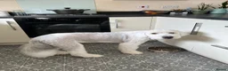 Old English Sheepdog dogs for sale:  Blue Eyes Old English Sheepdog Puppies  - Advert 21