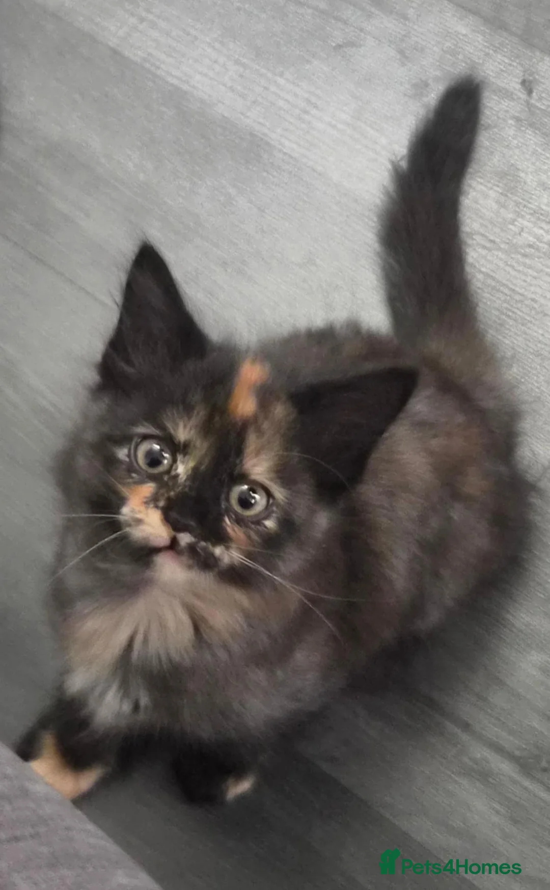 Mixed Breed cats for sale: Mixed baby girl 9 weeks - Advert 1