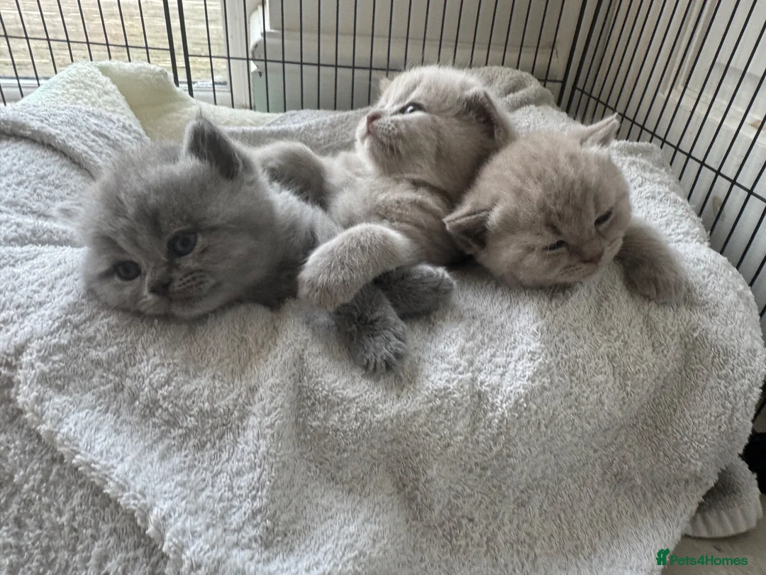 British Shorthair cats for sale: 3 beautiful Female BSH lilac and blues available  in Dartford - Advert 1