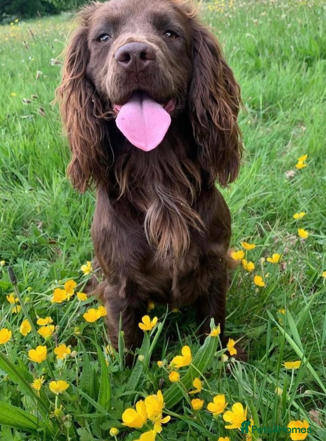 Cocker Spaniel dogs for sale: Cocker spaniel pups - Advert 3