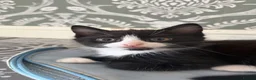 Mixed Breed cats for sale: Adorable Kittens Looking for Loving Homes 🐾 - Advert 11